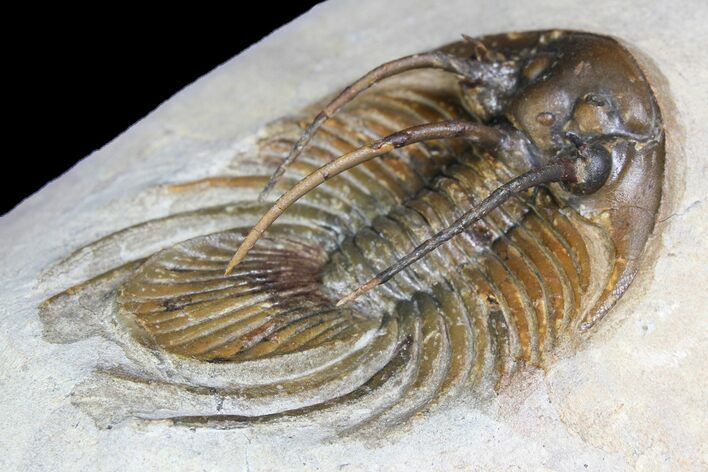 Spiny Kolihapeltis Trilobite - Rare Species #92931